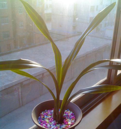 四季兰花品种大全（探索四季兰花的奥秘，了解常见品种和区别）