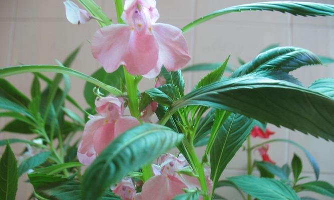染指甲新潮流——用凤仙花为指甲上色（凤仙花染指甲方法简单易学，可营造出缤纷夏日风情）