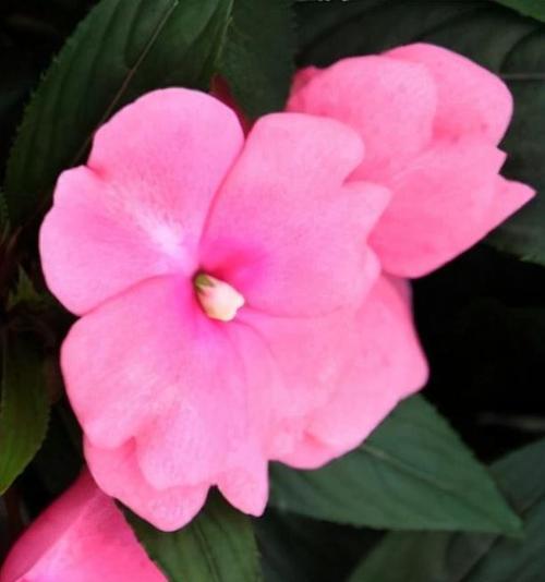 染指甲新潮流——用凤仙花为指甲上色（凤仙花染指甲方法简单易学，可营造出缤纷夏日风情）