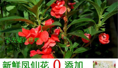 染指甲新潮流——用凤仙花为指甲上色（凤仙花染指甲方法简单易学，可营造出缤纷夏日风情）