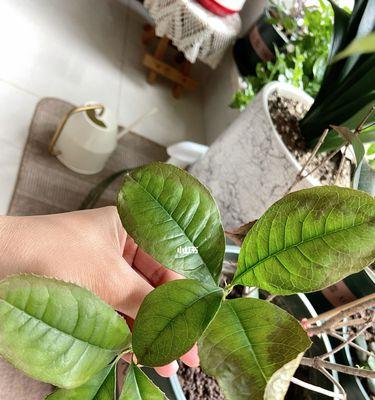 为什么桂花树叶子会发黄（揭秘桂花树叶发黄的原因和应对措施）