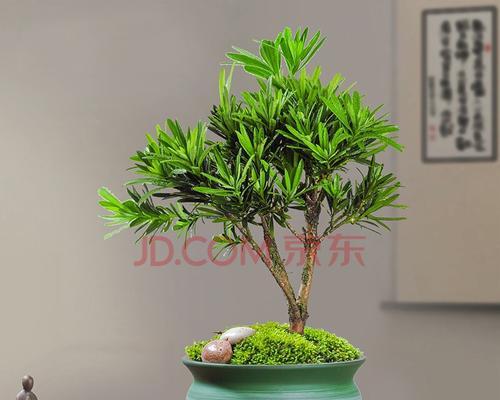 如何养护罗汉松盆景——打造美丽的家居绿植（罗汉松盆景的特点、选购、养护技巧及注意事项）