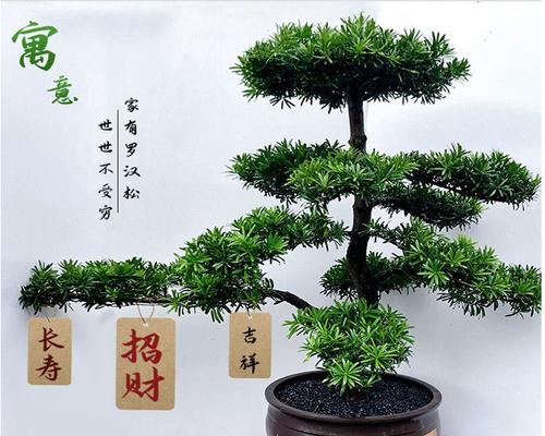 如何养护罗汉松盆景——打造美丽的家居绿植（罗汉松盆景的特点、选购、养护技巧及注意事项）