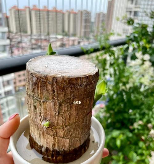 探究巴西木水培养殖方法及技术（以“水培”为核心的高效种植模式）