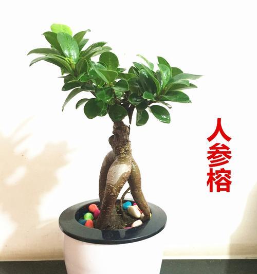 家里养盆栽榕树的养护方法（如何让盆栽榕树健康成长）