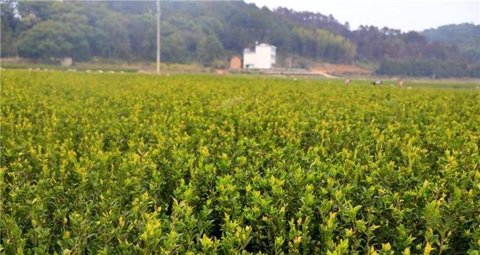 油茶树种植的条件（了解油茶树的适宜种植条件，打造高产优质的油茶基地）