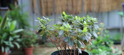 野杜鹃花的养殖方法（从选择地点到施肥全面解析）