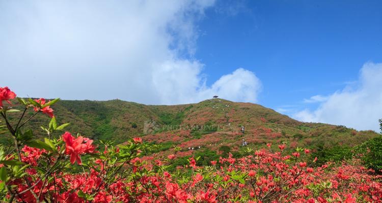 野杜鹃花的养殖方法（从选择地点到施肥全面解析）