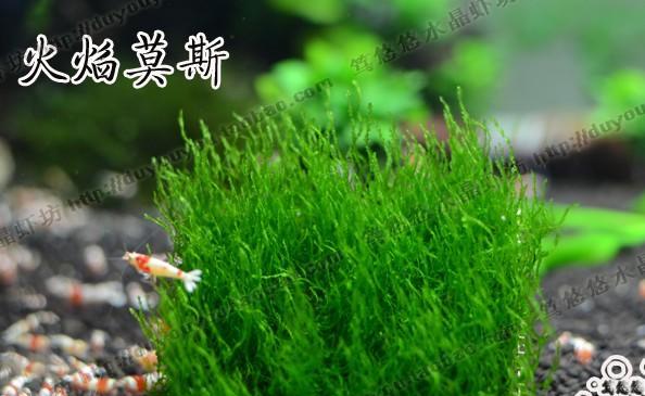 爆缸必备！新手养莫斯水草全攻略（打造绿色生态，轻松维持水草美景）