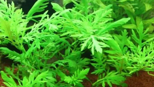 爆缸必备！新手养莫斯水草全攻略（打造绿色生态，轻松维持水草美景）