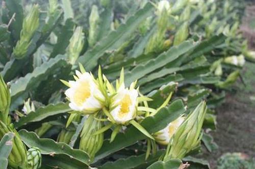 霸王芋的养殖技巧（培育成功的关键在于精细管理）