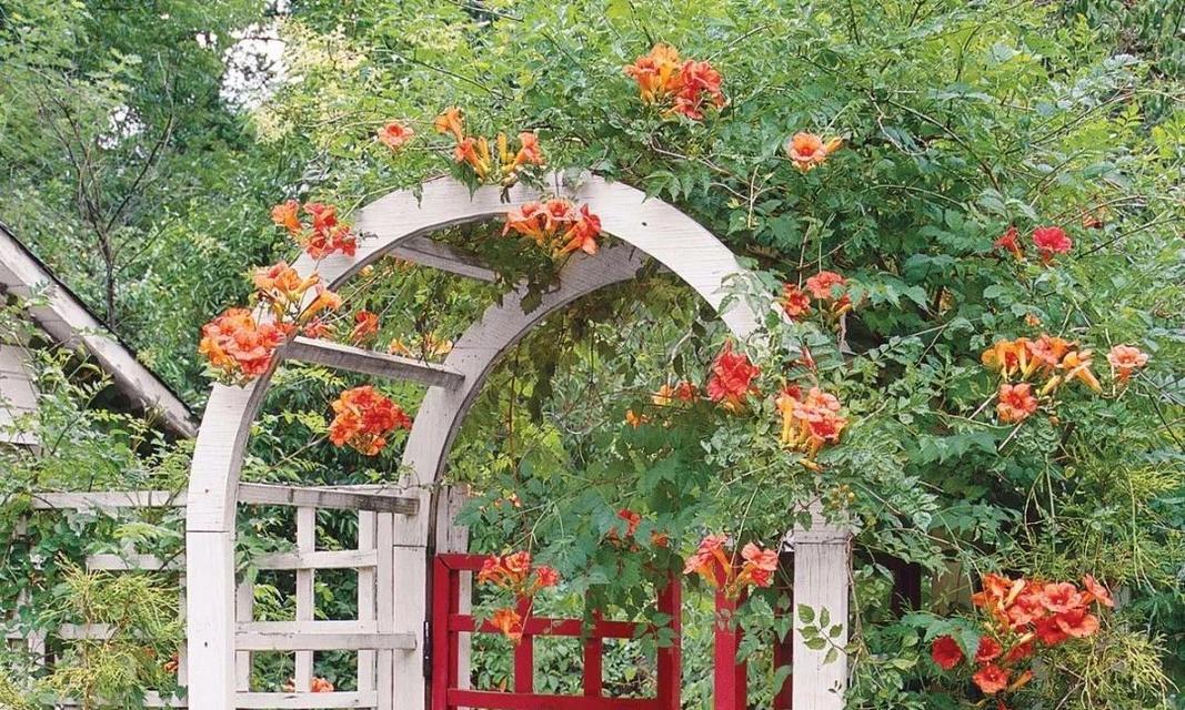 如何正确养殖凌霄花（从选种到管理，助您轻松打造绚丽花园）