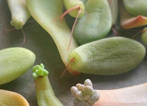 多肉叶插方法瓶子法（简单易行的多肉繁殖技巧）
