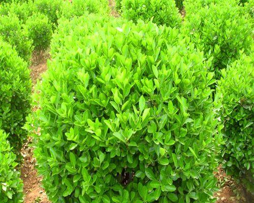 常见灌木植物（了解灌木的习性与特点）