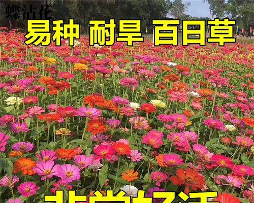 如何种植百日草种子（从选种到萌芽，百日草种植全攻略）