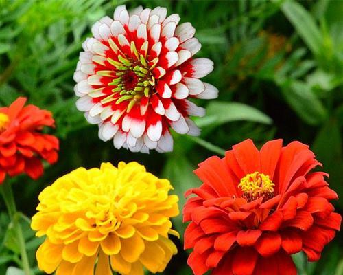 如何种植百日草种子（从选种到萌芽，百日草种植全攻略）