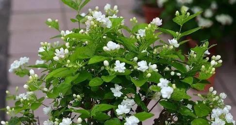 双色茉莉花的养殖技巧（让你轻松拥有如画般的茉莉花园）