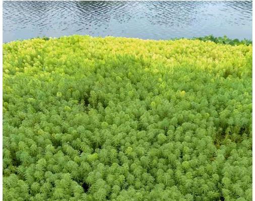 如何在水里种植狐尾藻（探秘水中草的生长秘密）