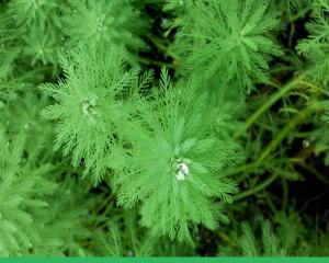 如何在水里种植狐尾藻（探秘水中草的生长秘密）