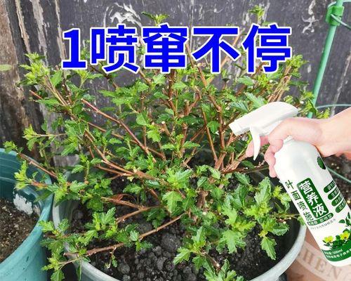 木槿树叶子发黄干枯该如何处理？（从养护、病虫害防治、修剪等多方面入手，让木槿树恢复生机）