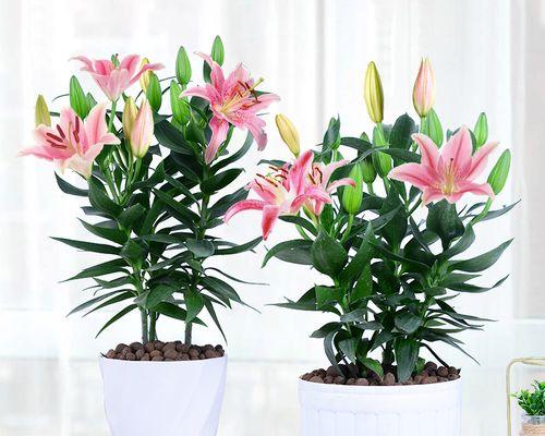盆栽百合花的养护之道（从种植到开花，如何让百合盆栽繁茂健康）
