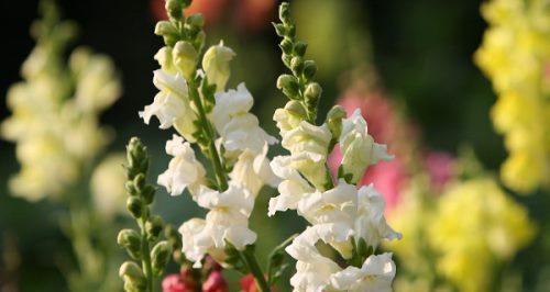 了解紫罗兰的外形特点（探秘紫罗兰的花形、花色、花期与叶形）
