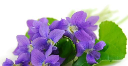 了解紫罗兰的外形特点（探秘紫罗兰的花形、花色、花期与叶形）