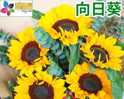 如何种植切花向日葵（全面指导切花向日葵的种植方法与技巧）