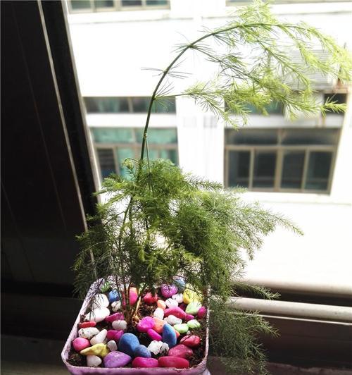 文竹的室内种植方法（打造美丽家居的绿植小精灵）