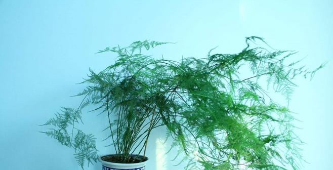 文竹的室内种植方法（打造美丽家居的绿植小精灵）