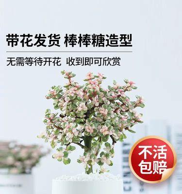 雅乐之舞盆景的养护秘籍（打造优雅居室，从养护雅乐之舞盆景开始）
