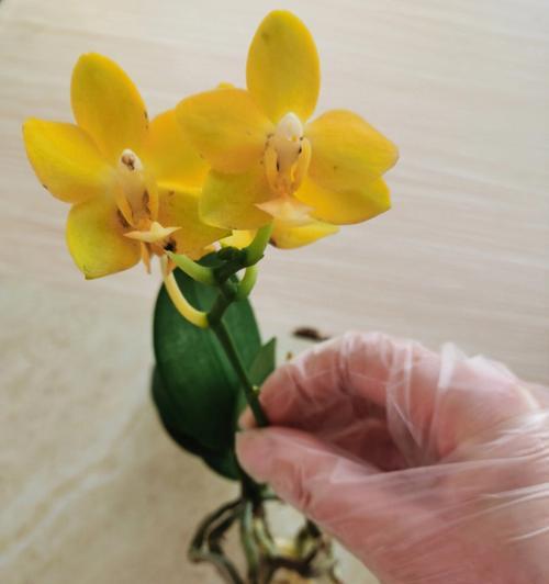 蝴蝶兰换盆步骤详解（如何正确更换蝴蝶兰的花盆）