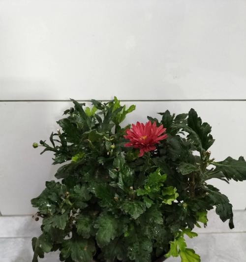 打造精致菊花盆景——制作方法详解（用心栽培，绽放精彩人生）