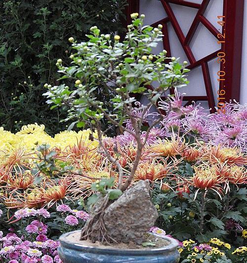 打造精致菊花盆景——制作方法详解（用心栽培，绽放精彩人生）