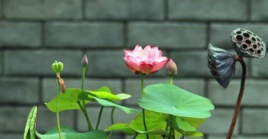 碗莲种子的种植方法（从选种到成活，轻松掌握碗莲种植技巧）