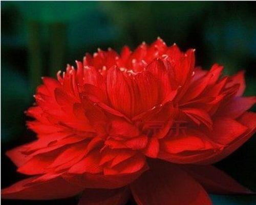 碗莲种子的种植方法（从选种到成活，轻松掌握碗莲种植技巧）