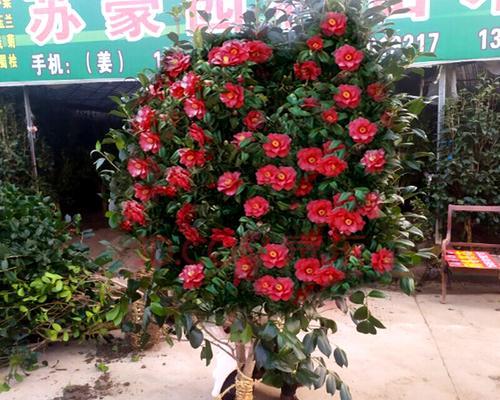 常青耐寒，四季绽放的美丽花卉（探寻适应力强的花卉品种，从而在四季中欣赏花的美丽）