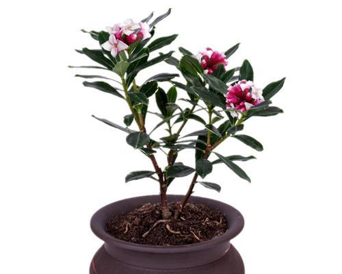 常青耐寒，四季绽放的美丽花卉（探寻适应力强的花卉品种，从而在四季中欣赏花的美丽）