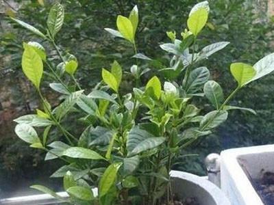 栀子花的秋冬养护（为您详细介绍如何正确护理栀子花的秋冬季节）