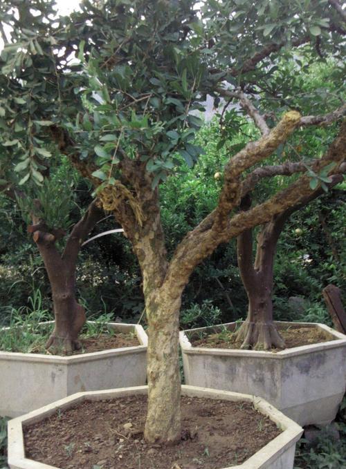 细说雀梅盆景的养护方法（美化室内环境的盆景植物雀梅的养护小技巧）