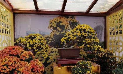 菊花嫁接的技巧与方法（以什么树为主干，如何嫁接，要点解析）