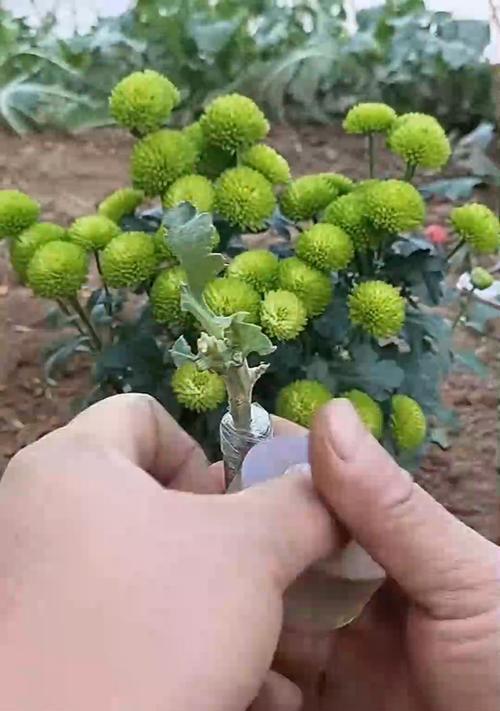 菊花嫁接的技巧与方法（以什么树为主干，如何嫁接，要点解析）
