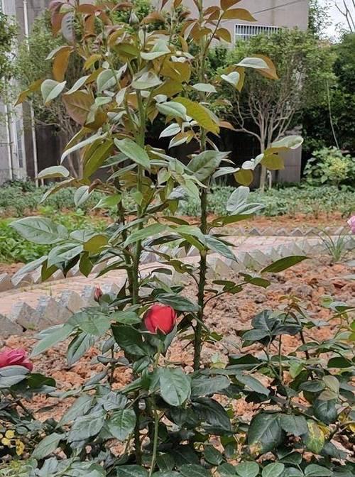 为什么月季只长笋芽？（探究月季开花原因）
