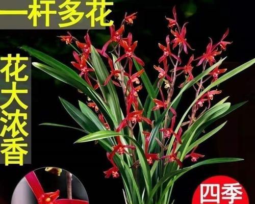 盆栽兰花的养殖技巧（从选盆到繁殖，打造漂亮的兰花家园）