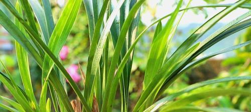 兰花的养殖技巧（打造美丽花园，让兰花高傲绽放）