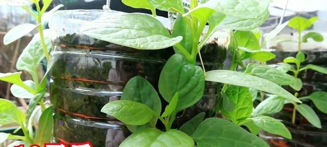 花盆种菜施肥技巧（花盆种菜肥料选择与正确使用）