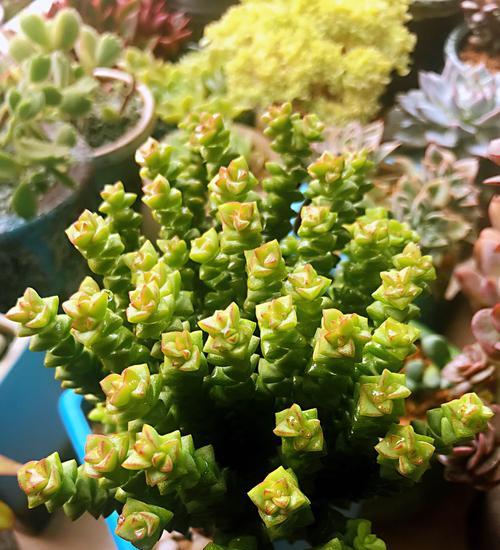 小米星的种植技巧（打造自己的小米星花园，从这里开始）