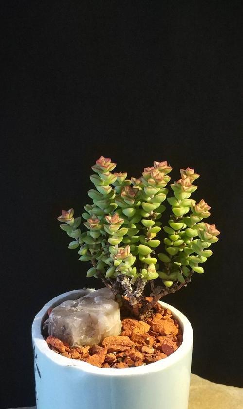 小米星的种植技巧（打造自己的小米星花园，从这里开始）