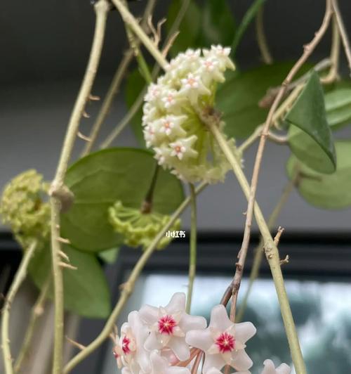 球兰花开花季节详解（探秘球兰花盛开的时间及相关知识）