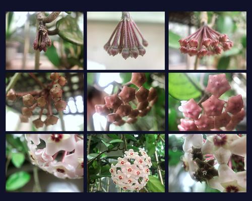 球兰花开花季节详解（探秘球兰花盛开的时间及相关知识）